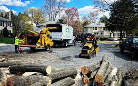 Best Tree Removal  in La Luz, NM