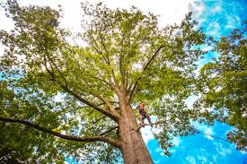  La Luz, NM Tree Removal Pros