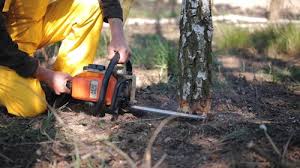 Best Root Management and Removal  in La Luz, NM