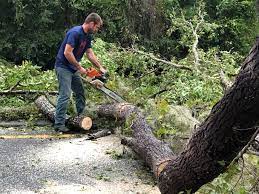 Best Tree Trimming and Pruning  in La Luz, NM