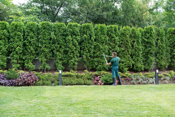 Best Artificial Turf Installation  in La Luz, NM