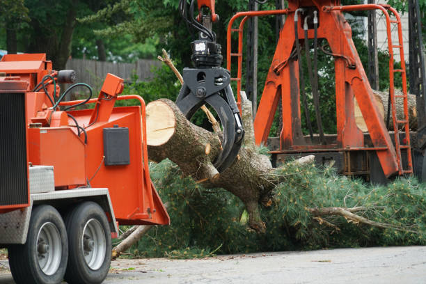 Best Tree and Shrub Care  in La Luz, NM