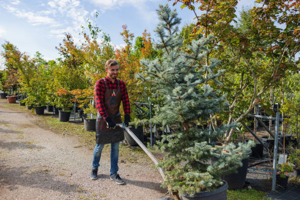 Best Tree Cabling and Bracing  in La Luz, NM