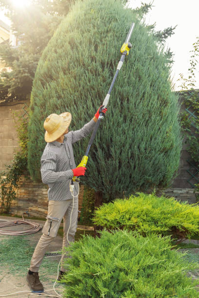 Best Tree Mulching  in La Luz, NM