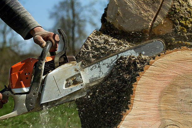 Best Tree Risk Assessment  in La Luz, NM