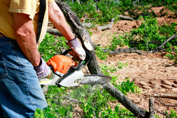 Best Hazardous Tree Removal  in La Luz, NM